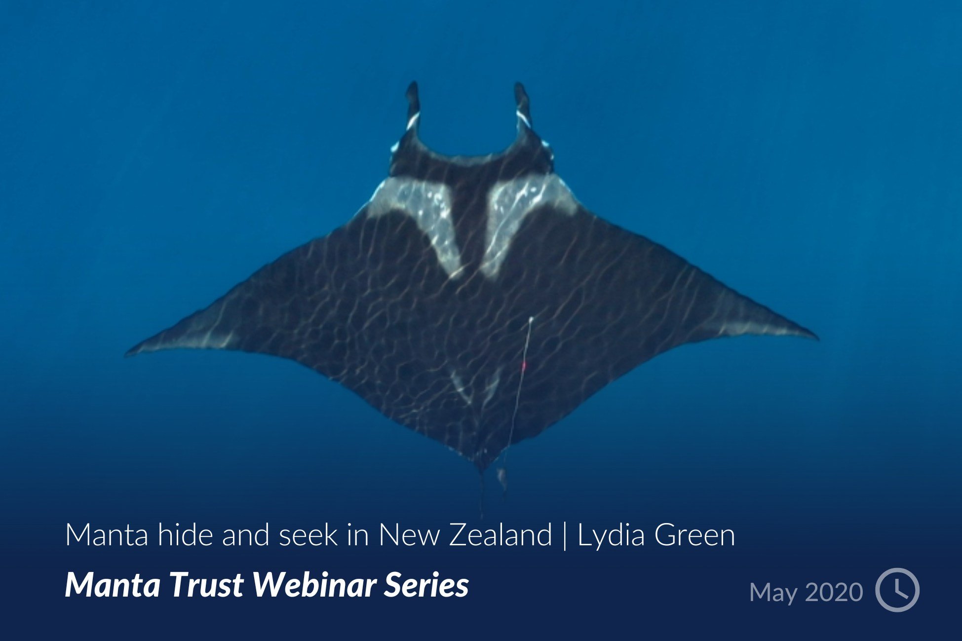 Manta hide and seek in New Zealand - Lydia Green.jpg