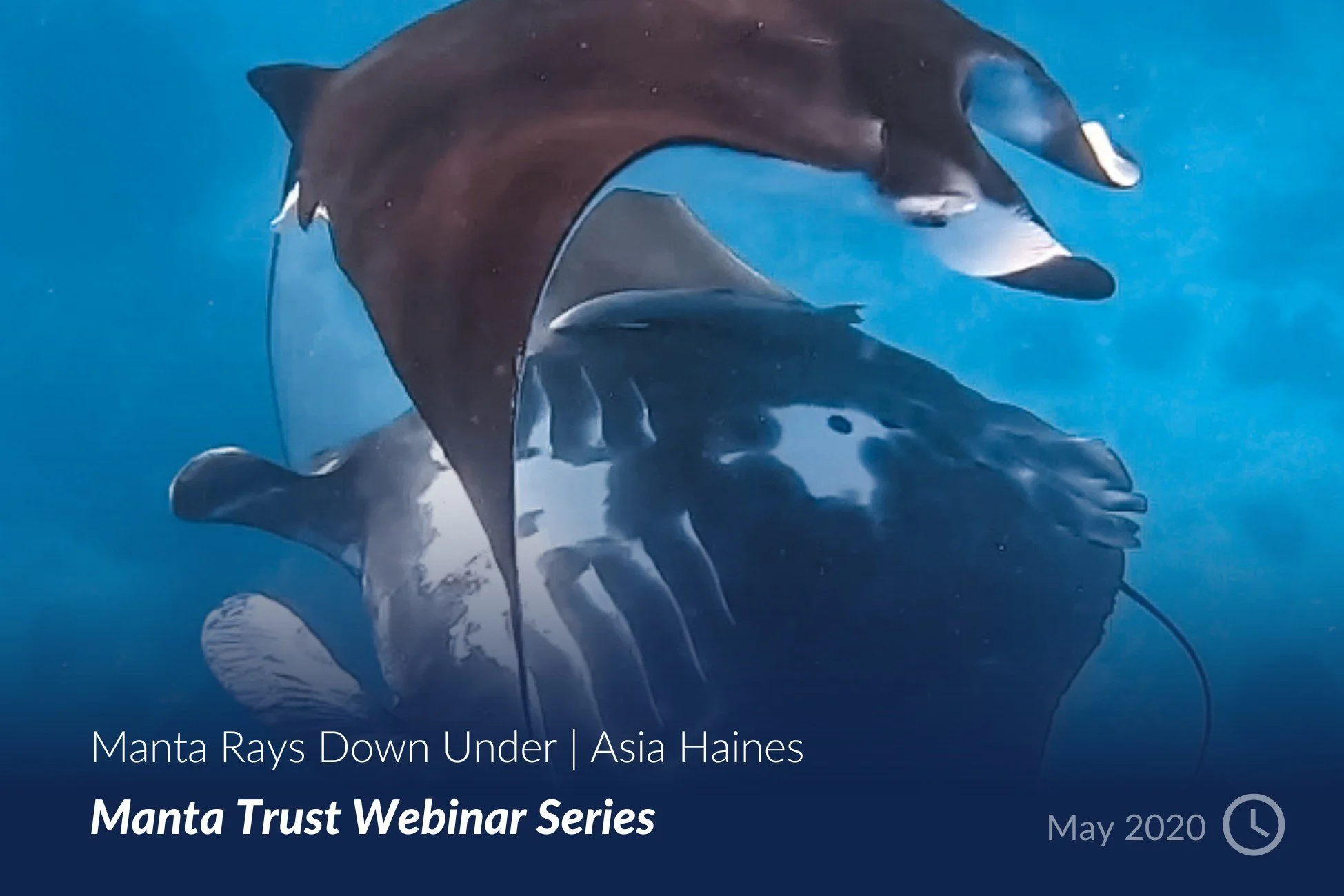 Manta Rays Down Under _ Asia Haines.jpg