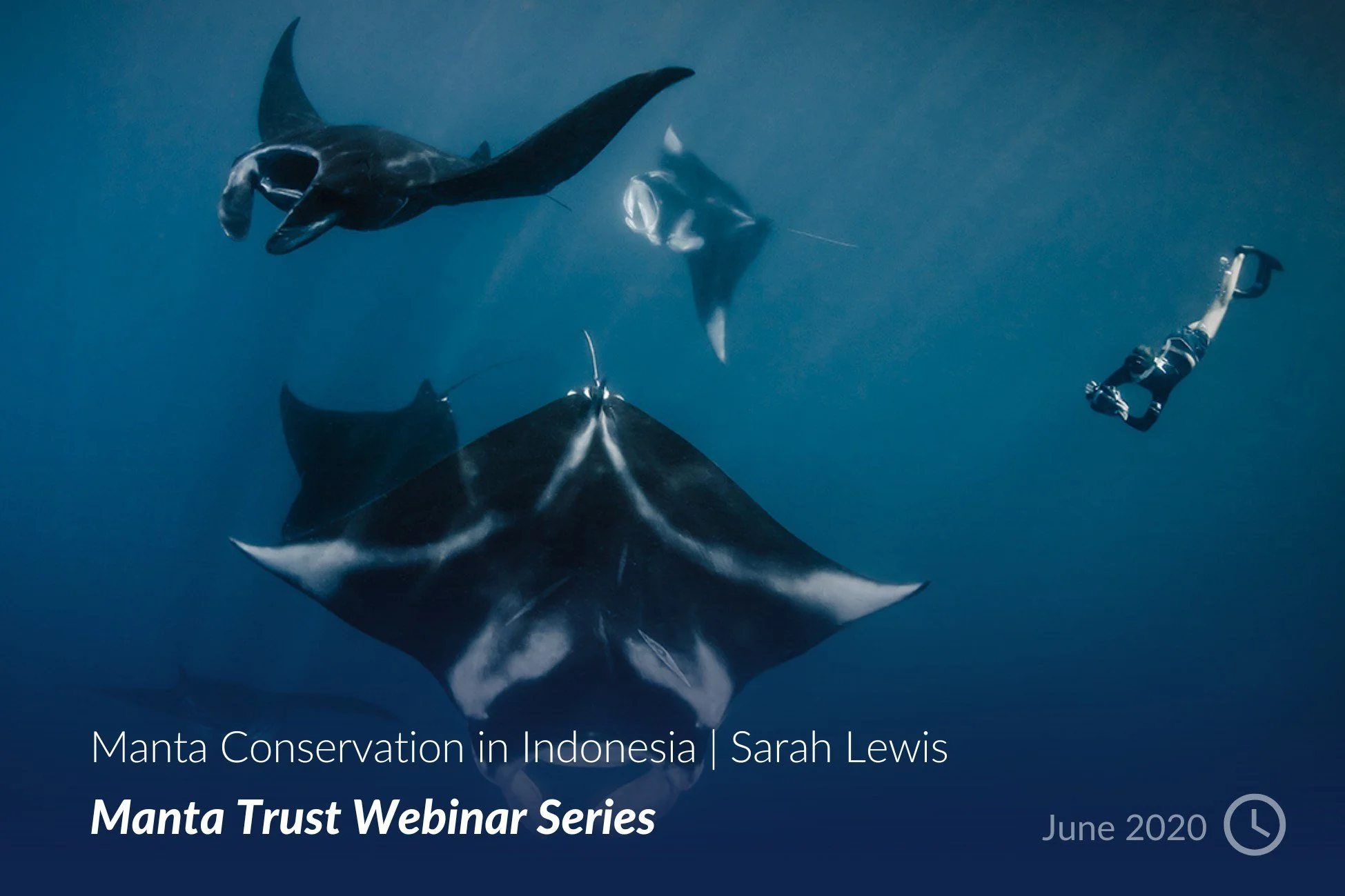 Manta Conservation in Indonesia _ Sarah Lewis.jpg