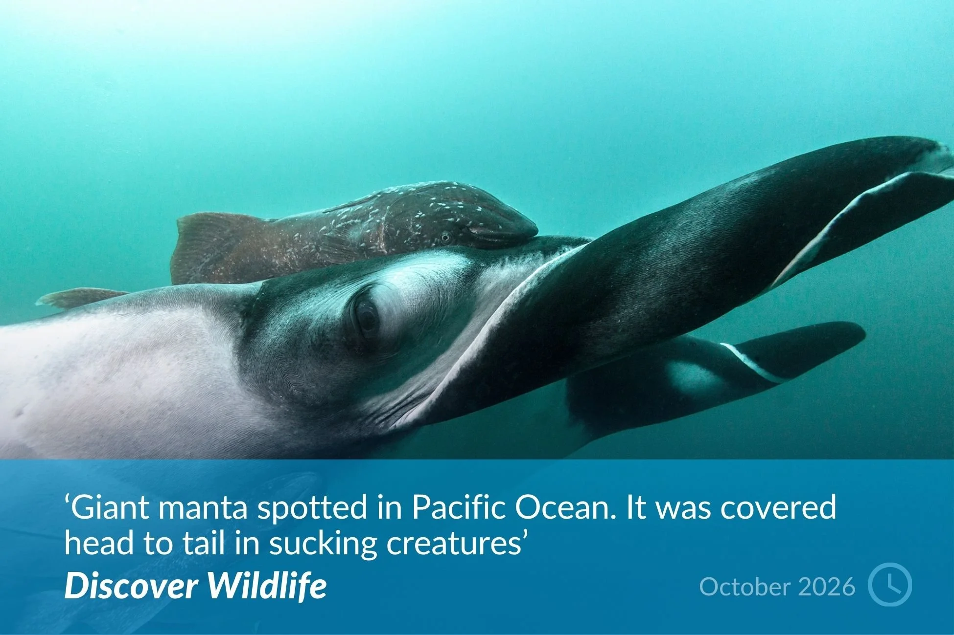 Discover Wildlife.jpg