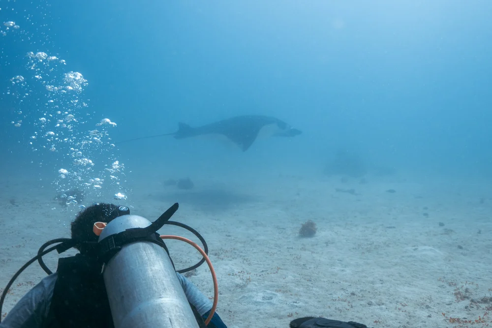 Philippines Manta Rays Manta Trust