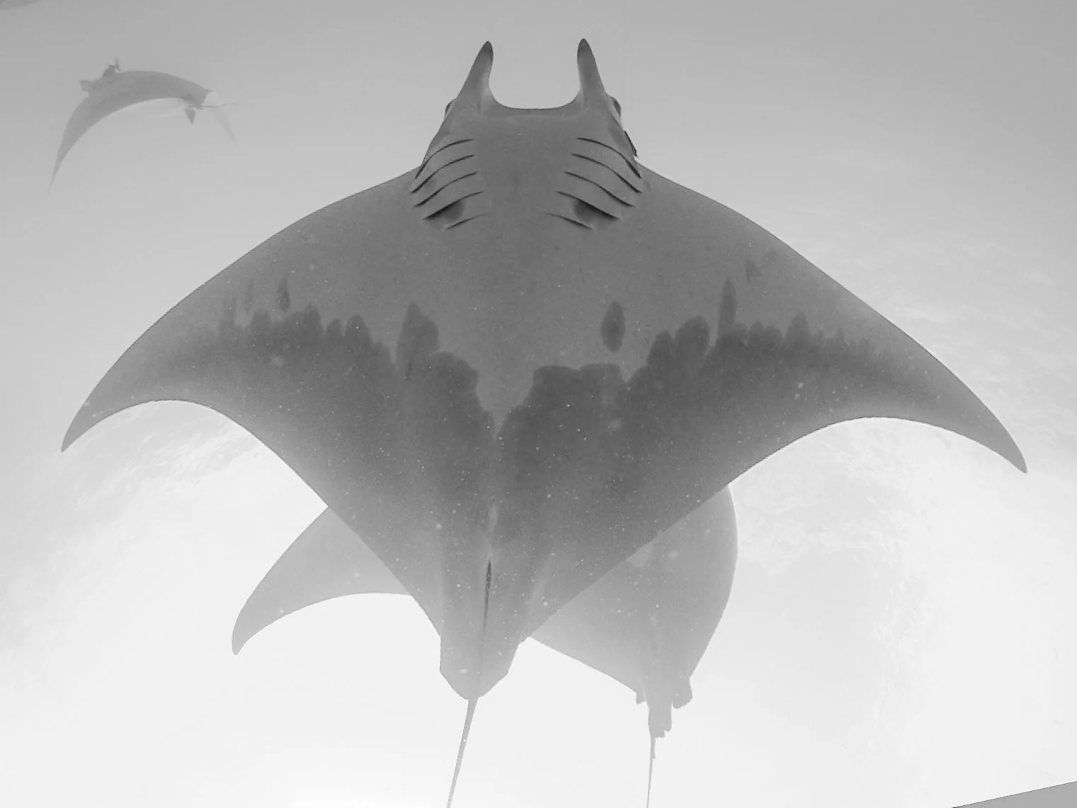 Manta Conservation Experience - Azores — Manta Trust