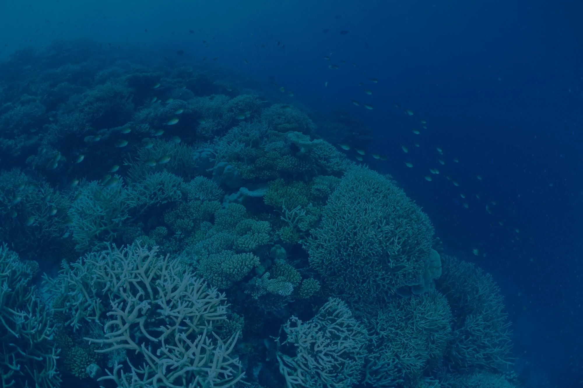 Coral Garden Blue Overlay_Manta Trust.jpg