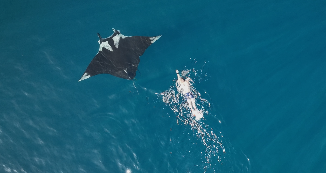 Lydia Green manta ray Future Trends: The Rise of Non-Invasive Biological Monitoring