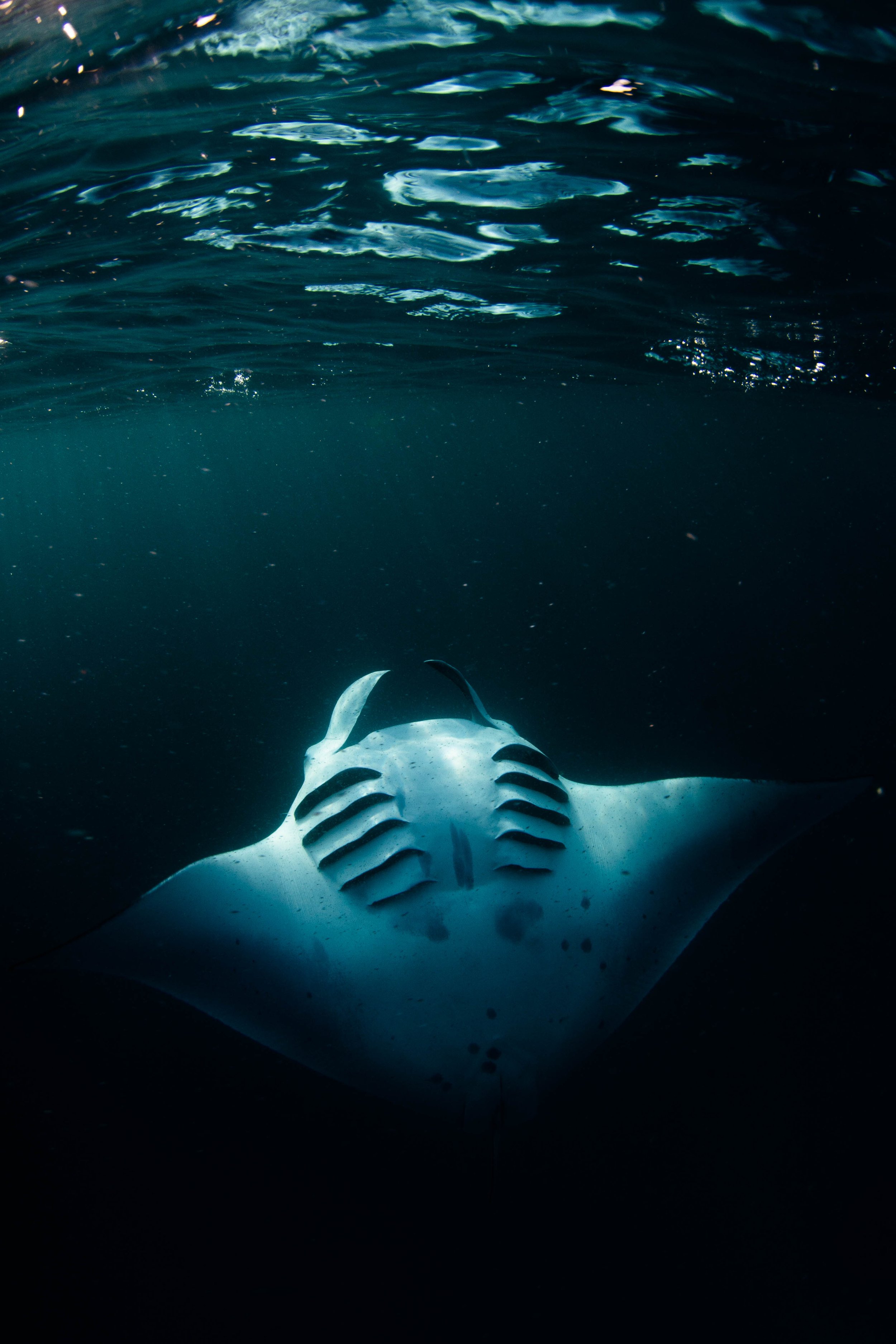 Eery sommersault feeding reef manta_Maldives_2018_Simon Hilbourne.jpg