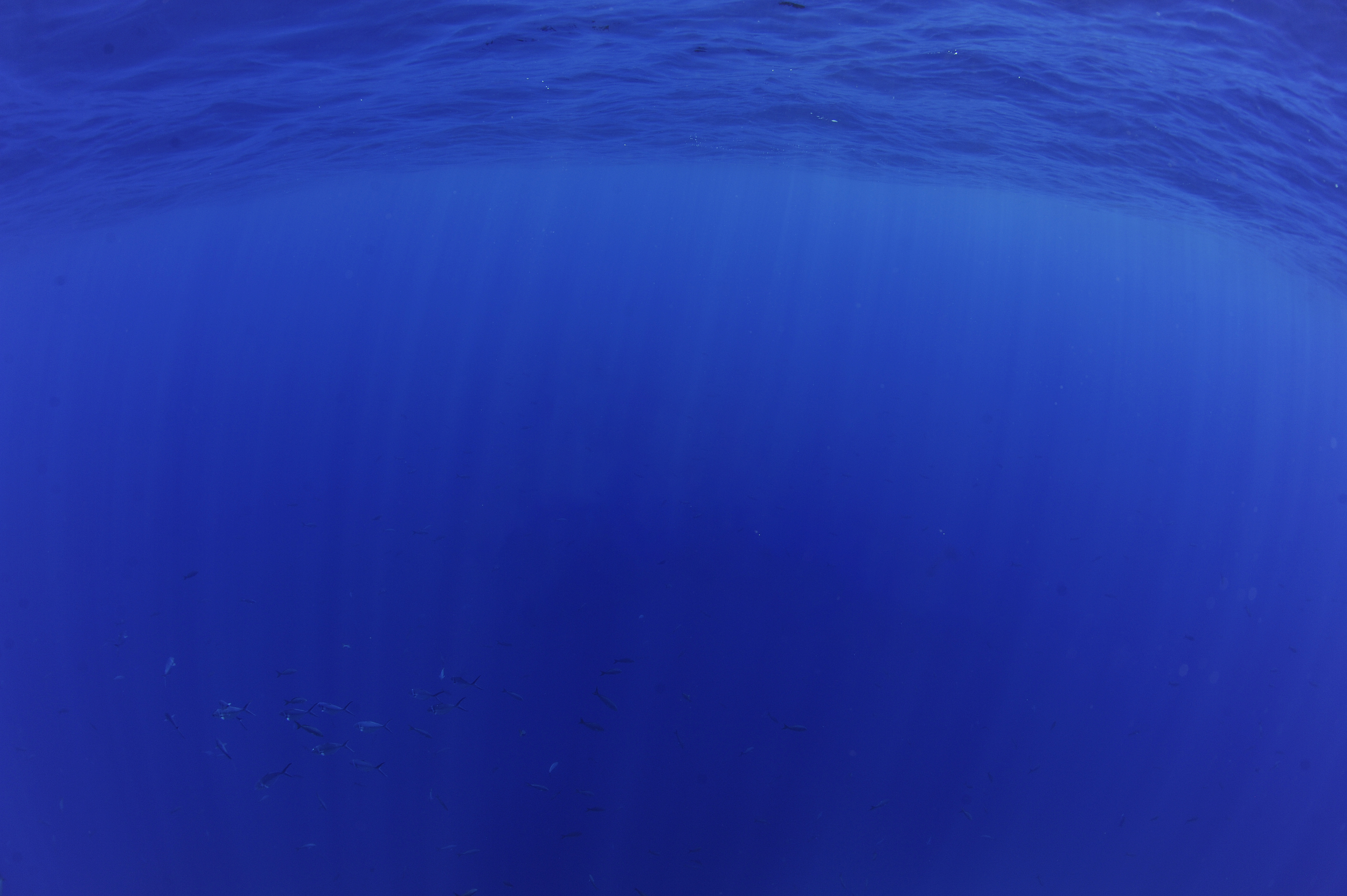 Ocean Background_Manta Trust.png