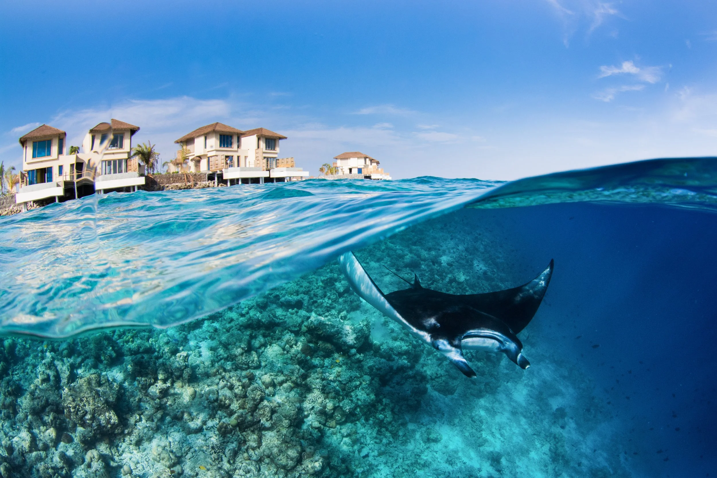 Manta and InterContinental Split_Maldives_2019_Simon Hilbourne.jpg