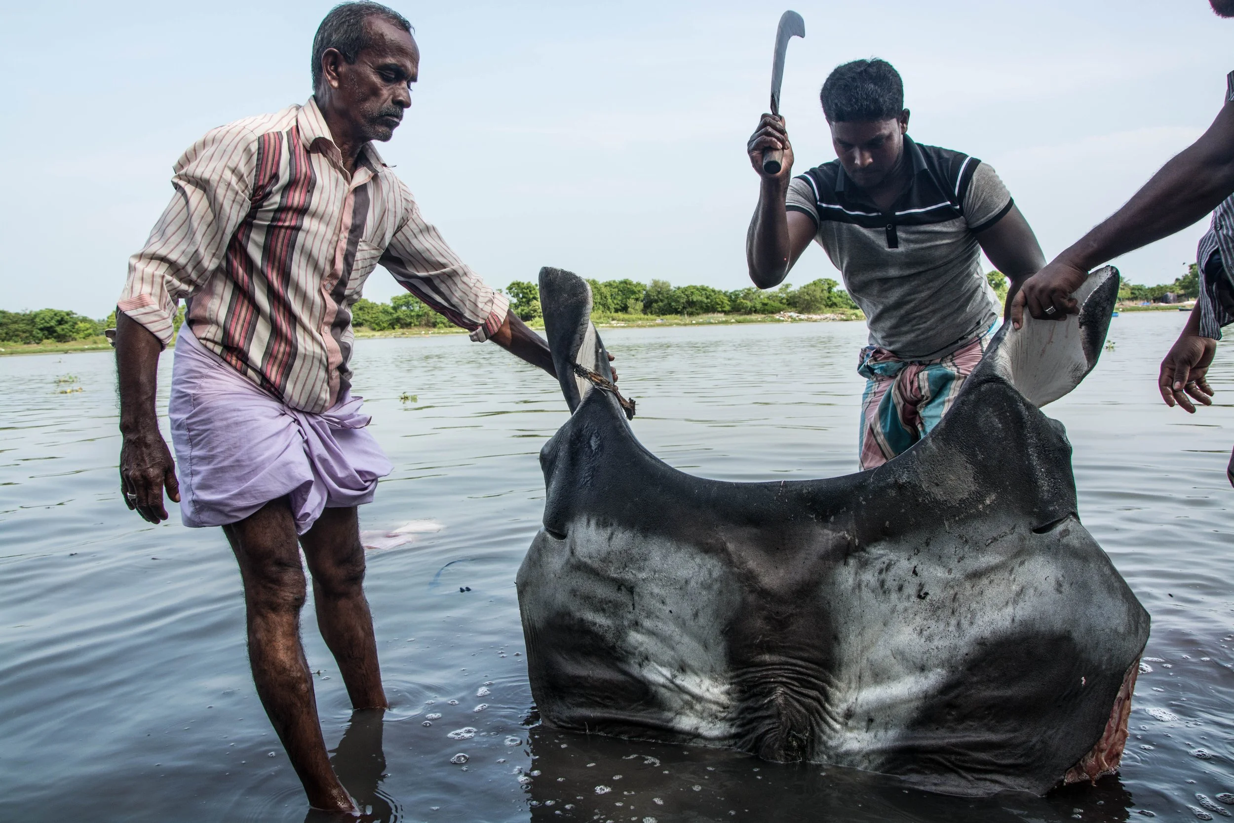 Mantarray Plate Manta and Devil Ray Gill Plate and Meat Trade Study — Manta Trust