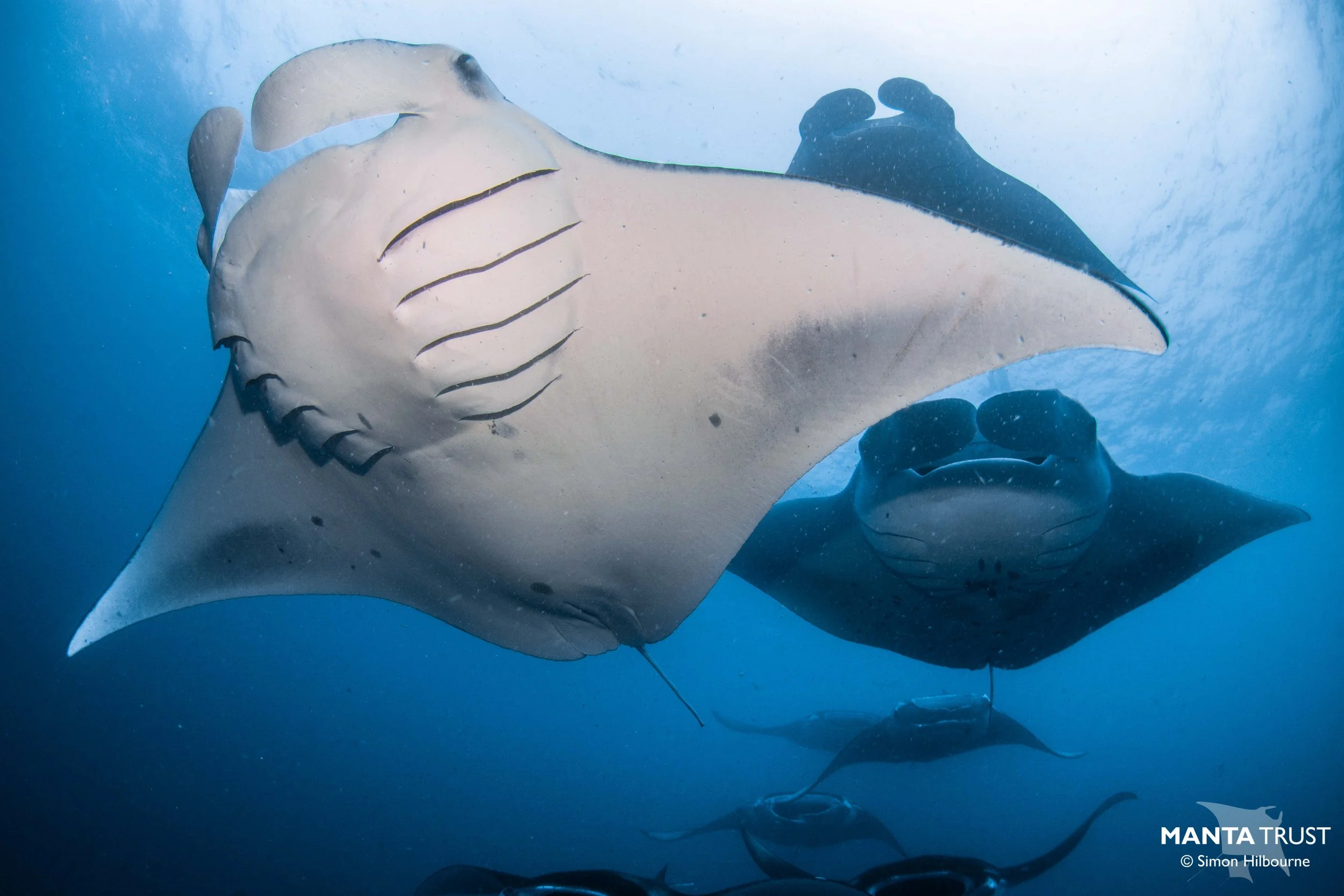 February Manta World Manta Day 2024 — Manta Trust