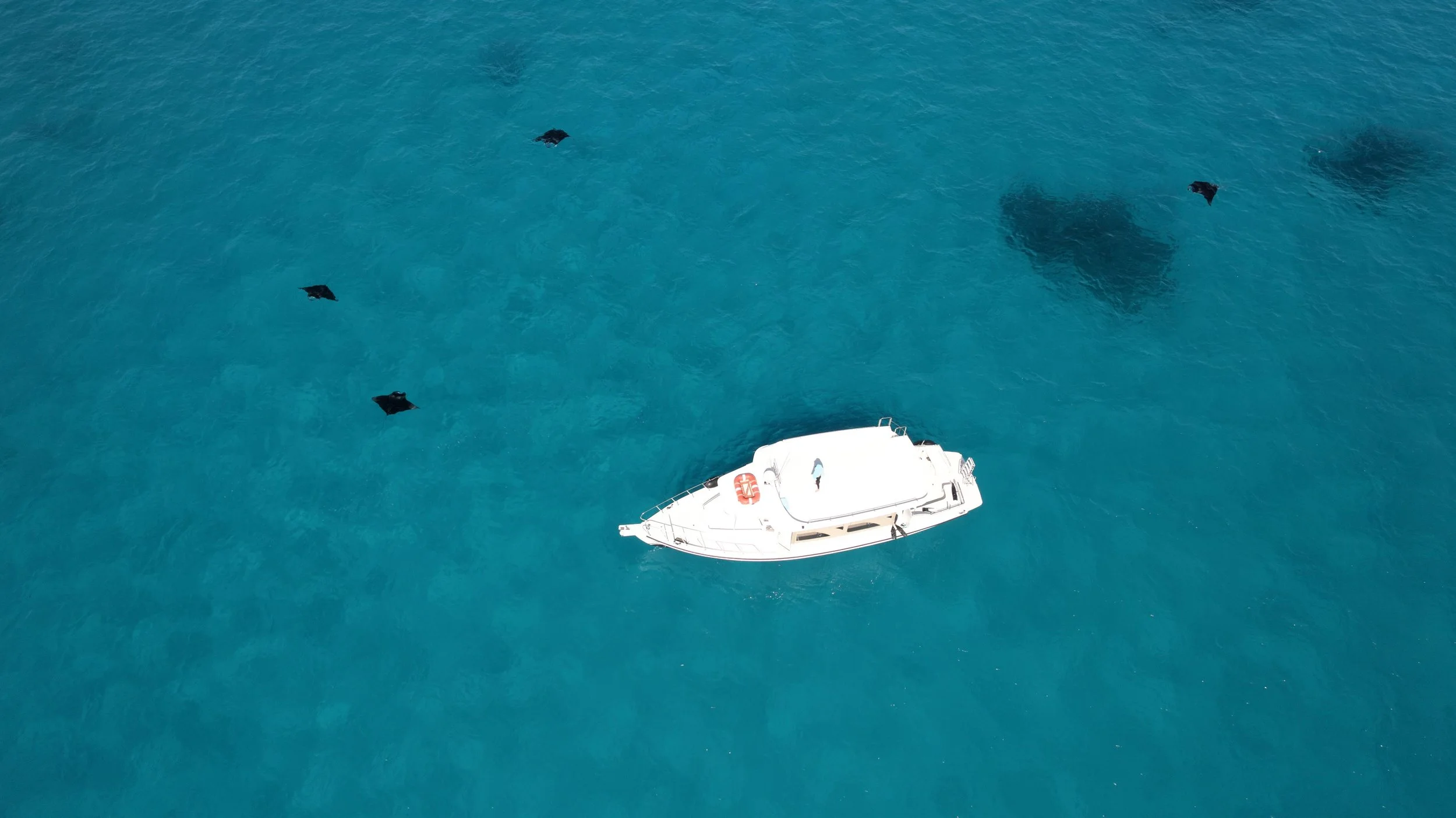 Raa Atoll 2023 Season Secrets — Manta Trust