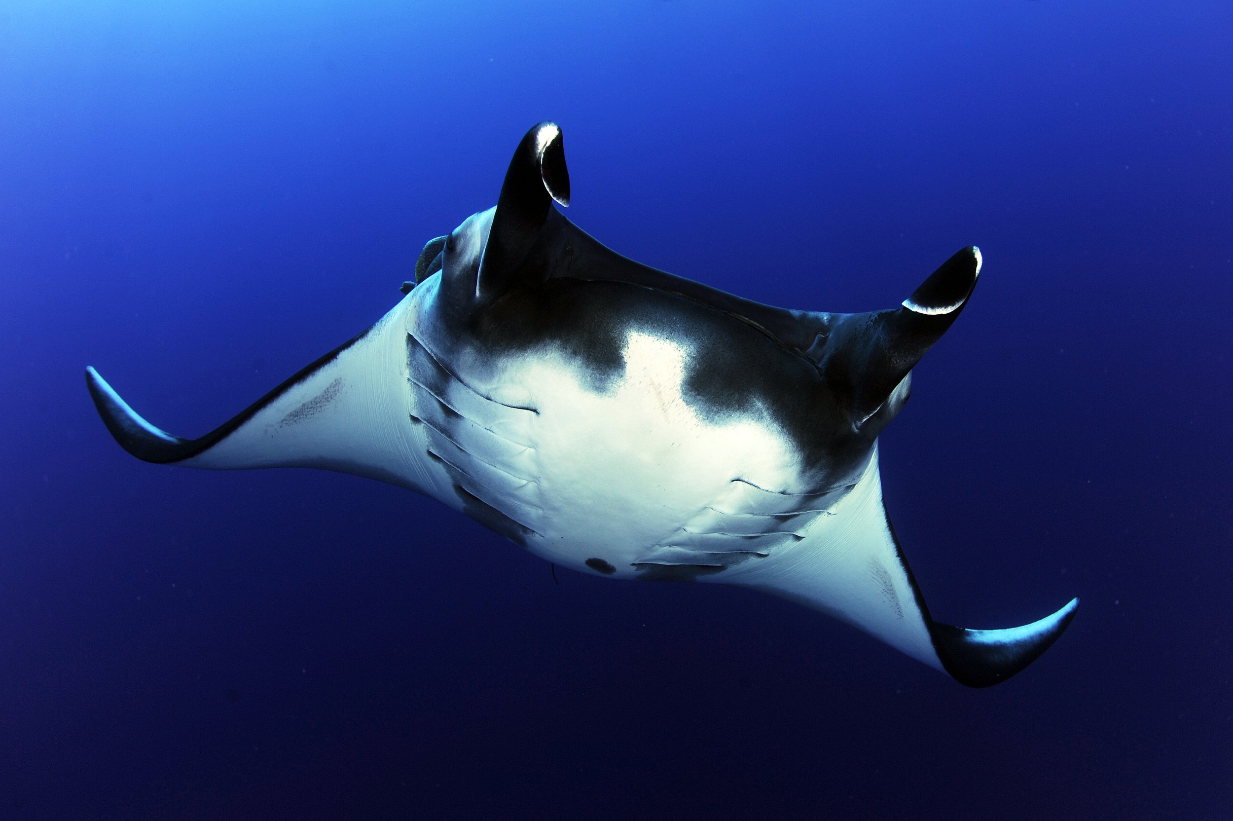 What are mobulids?  Manta & Devil ray ecology and biology — Manta