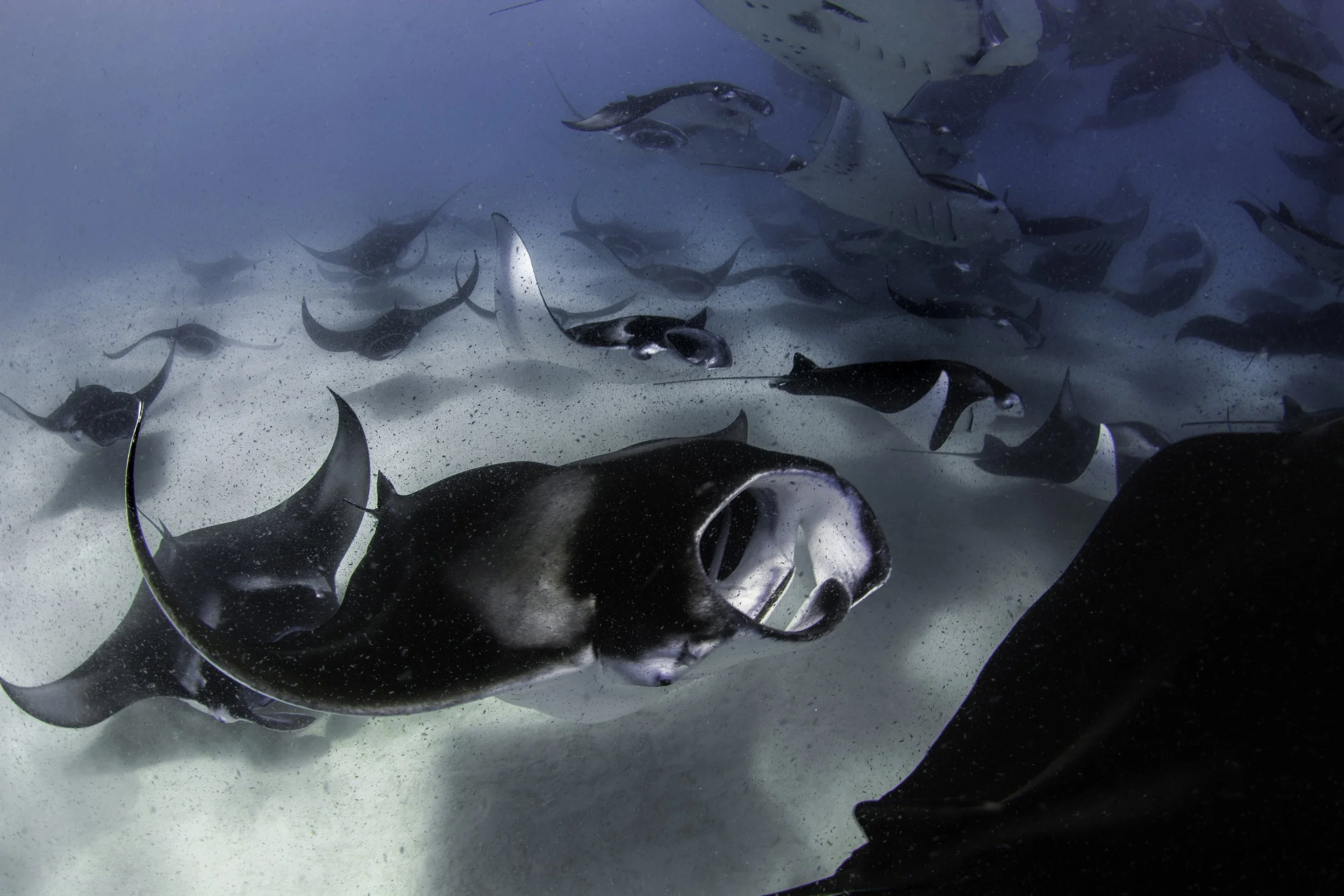 Cyclone feeding reef mantas_Hanifaru Baa Atoll Maldives_2019_Simon Hilbourne.jpg