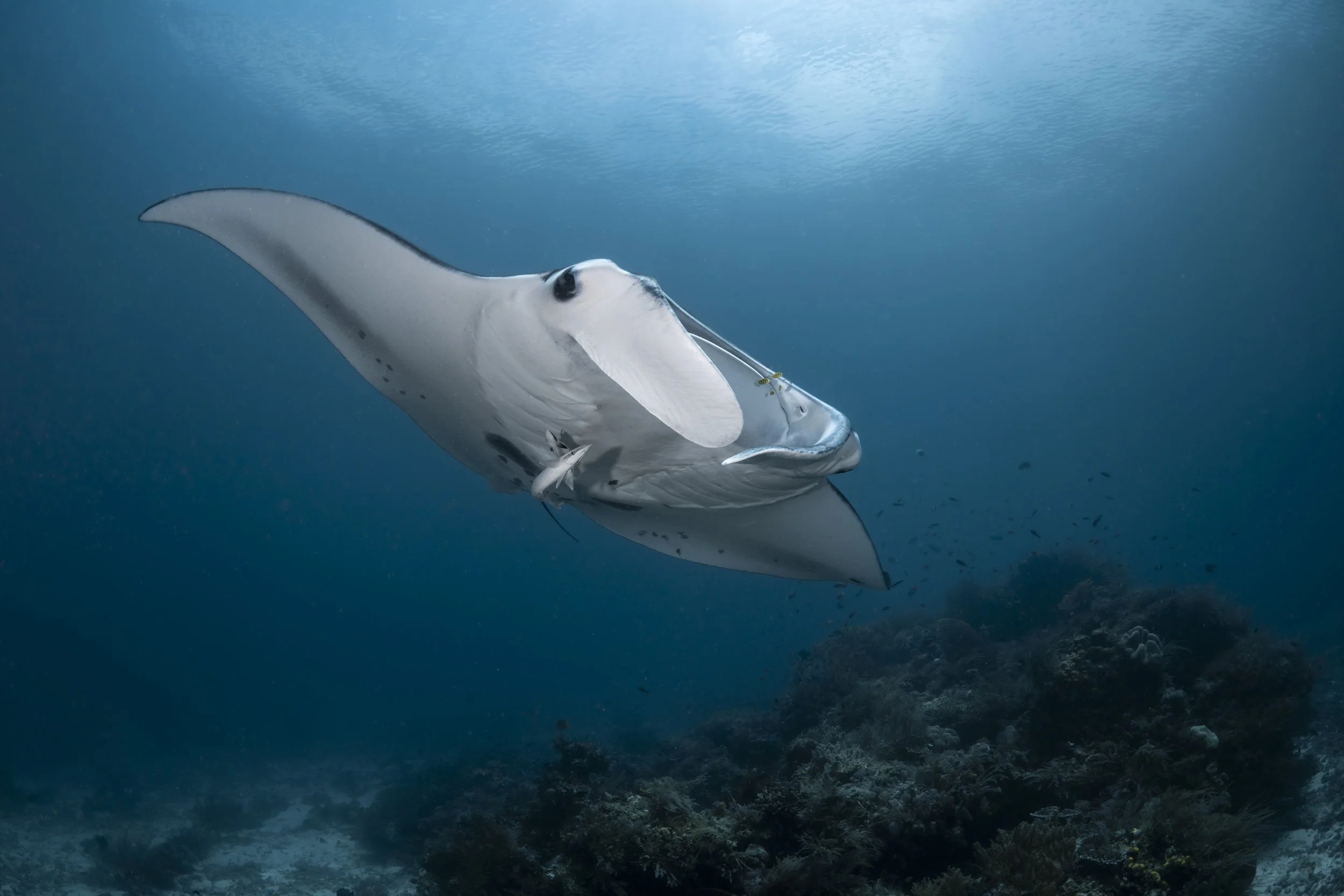 Reef Manta Ray_Raja Ampat, Indonesia_2025_Jasmine Corbett.jpg