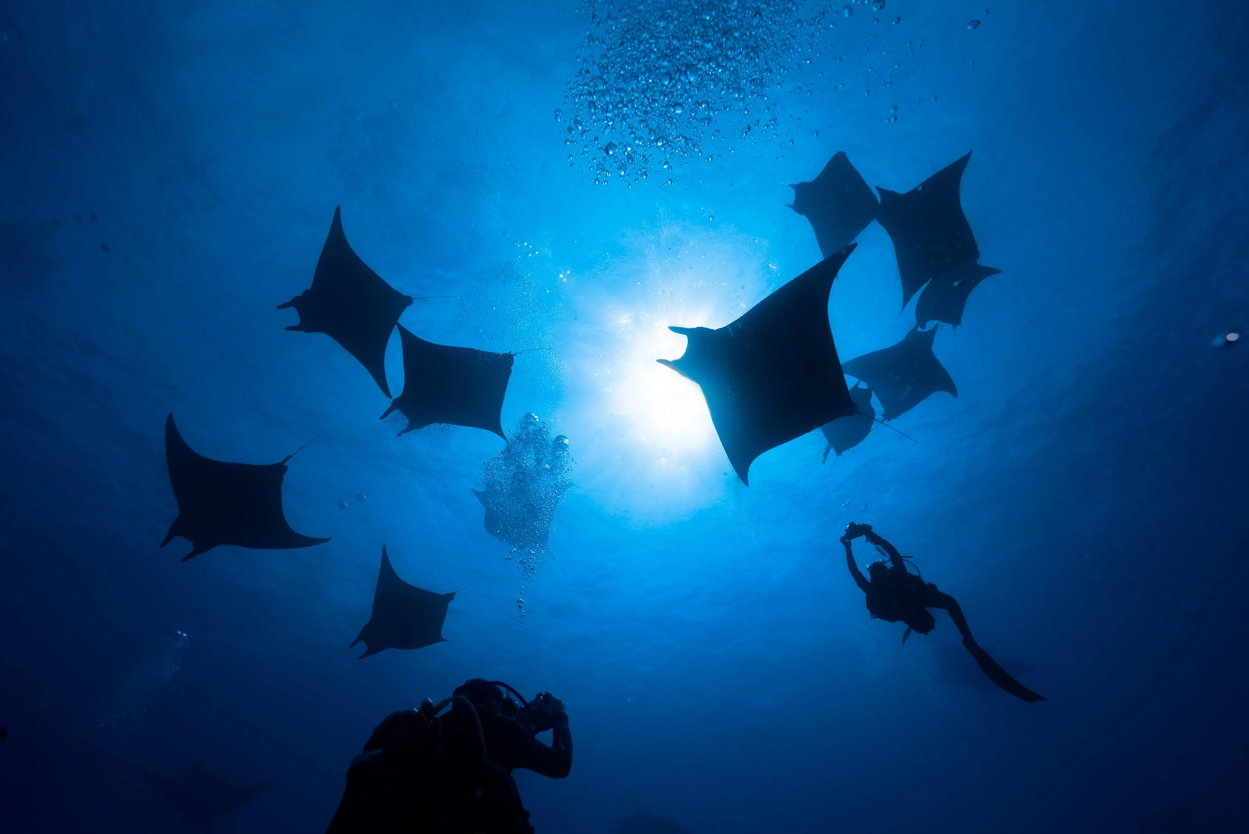 LOW RES_Sicklefin Devil Rays (Mobula tarapacana)_Ambrosio, Santa Maria, Azores_2025_Leila Scheltema-20.jpg
