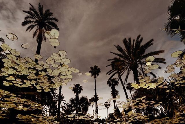 Reflected oasis inside the incredible Majorelle Garden in Marrakech.
.
.
.
#jardinmajorelle #wow #majorellegarden #upsidedown #reflections #nikond800 #instacool #reﬂectiongram #reflection #instafocus #photographylovers #photographyislife #awesome_sho