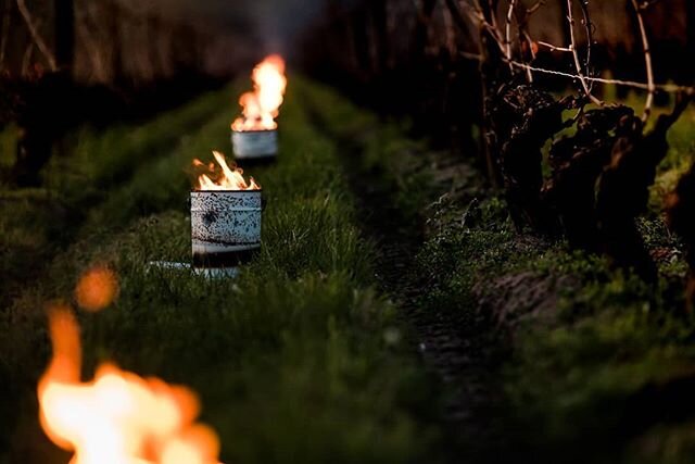 Les Chaufferettes | Traditional frost protection method used in the vineyards
.
.
.
#vineyard #frenchwine #vignoble #photographyislife #vigne #earlymorning #exploremore #photographyeveryday #smugmug #nikonfrance #main_vision #wine #winelover