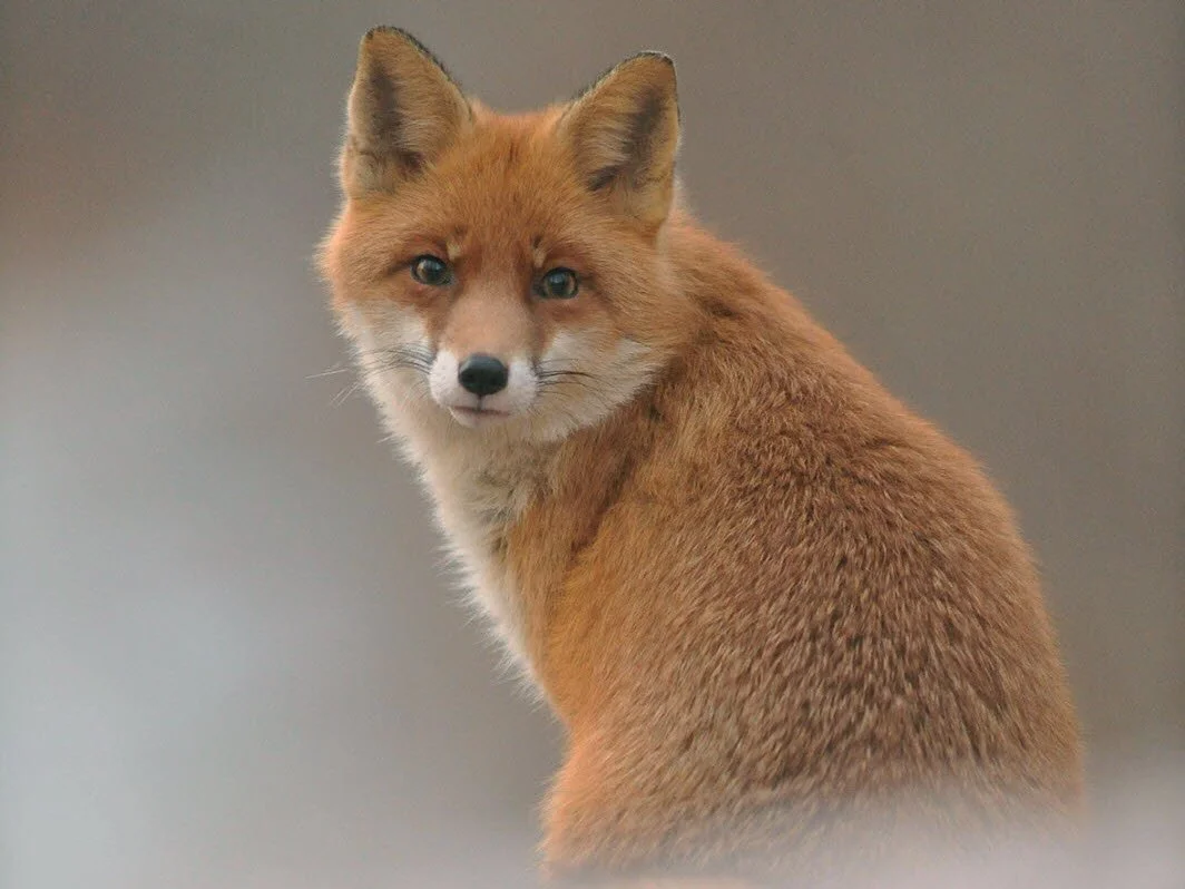 La Petite renarde rusée (Ensemble Miroirs étendus)