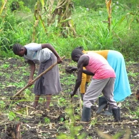 Agriculture in Bidi Bidi