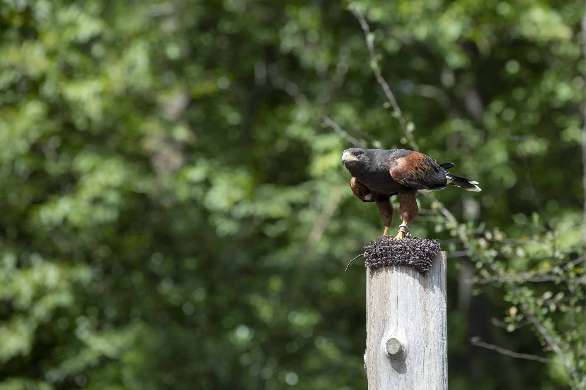 Harris Hawk