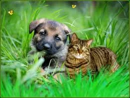 happy dog and cat.jpg