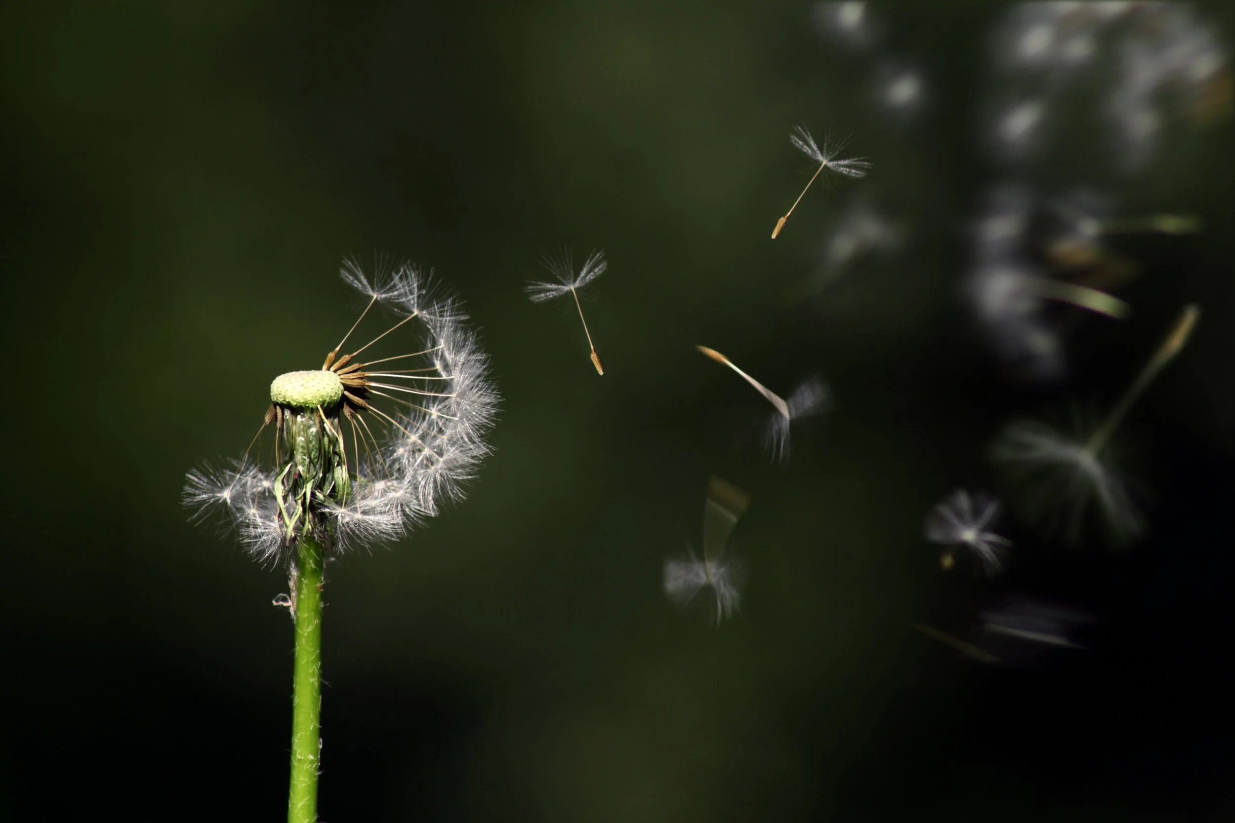 dandelion.jpeg