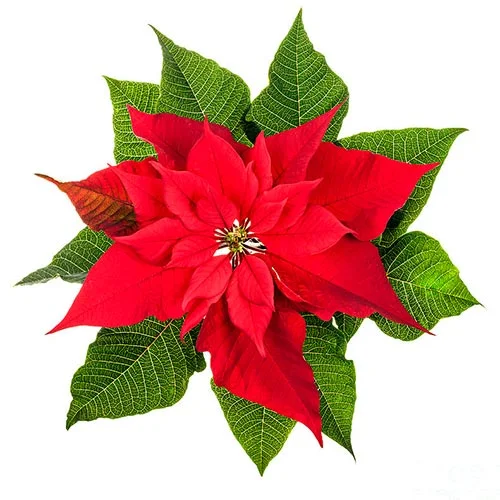fetes-noel-poinsettia-fleuriste_daluka.jpg