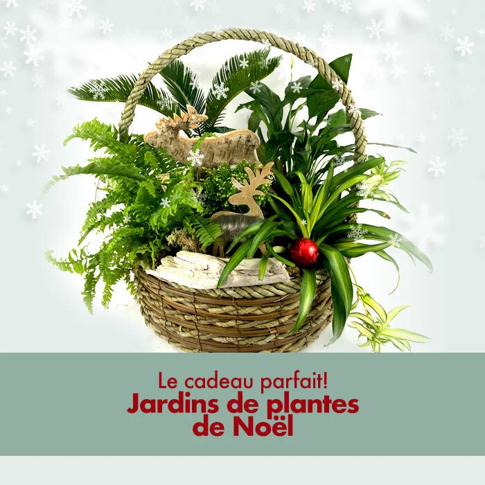 02-fleuriste-levis-daluka-noel-fetes-cadeaux.jpg