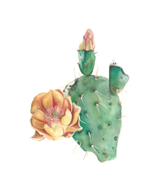 Prickly Pear