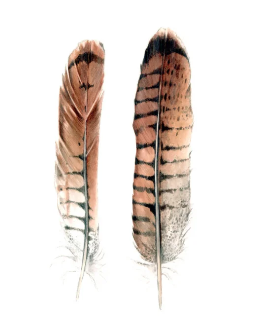 Hawk Feathers