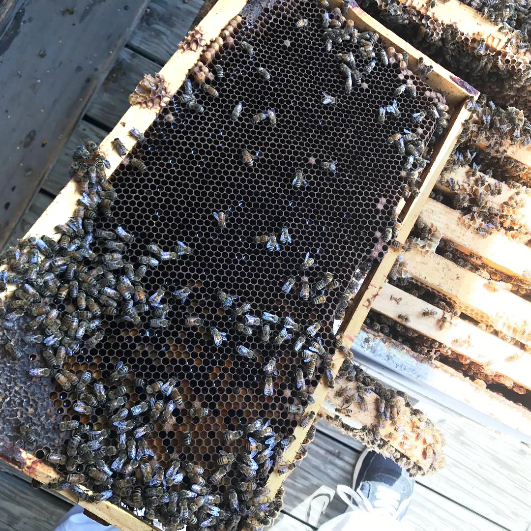 A bee hive frame, the primary architecture of the human-made bee hive. The bees produce honeycomb on the frame’s surface.