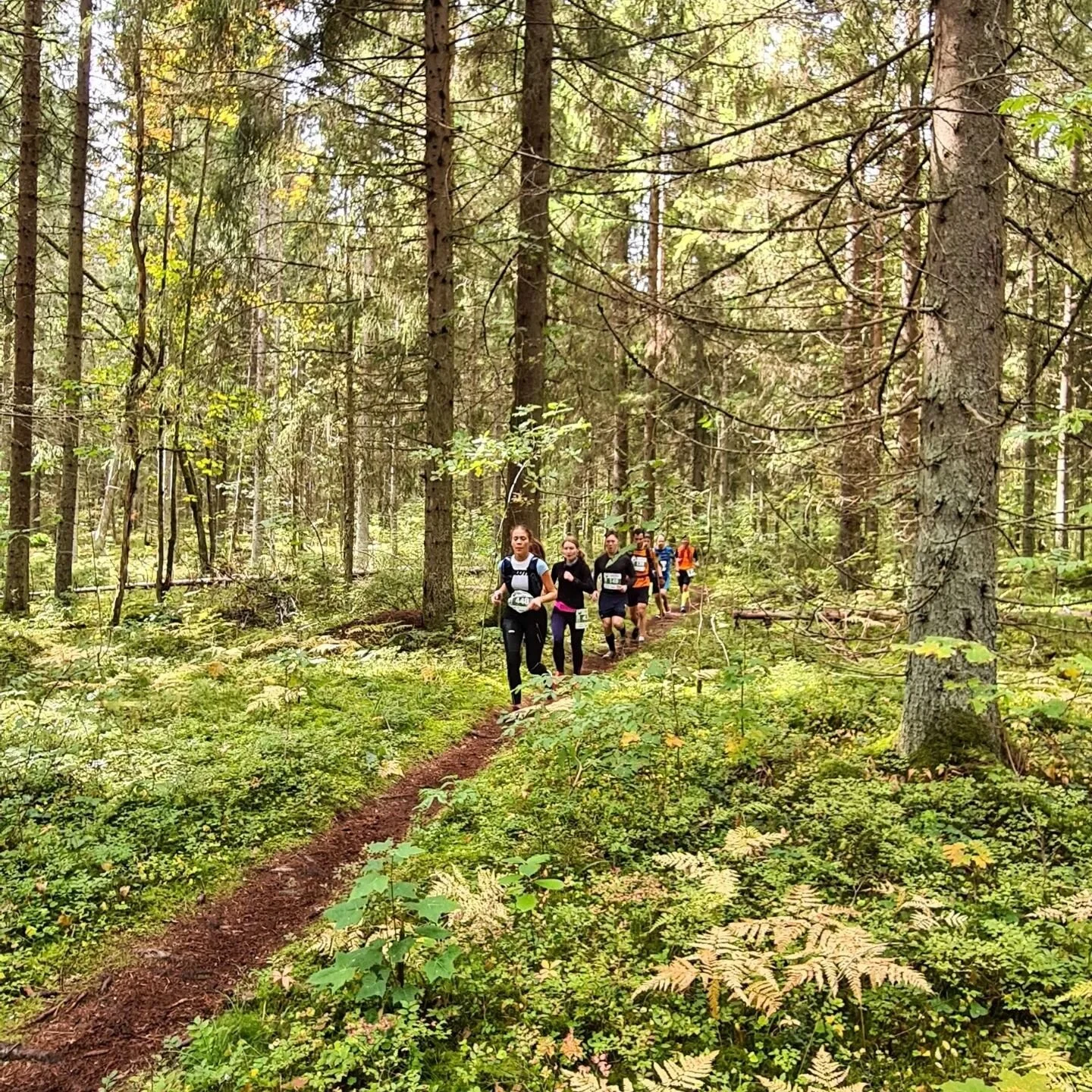 тропа 17 км. тропа 17 км. экологическая тропа восьмерка южно-сахалинск. тропа 17 км. тропа здоровья южно-сахалинск.