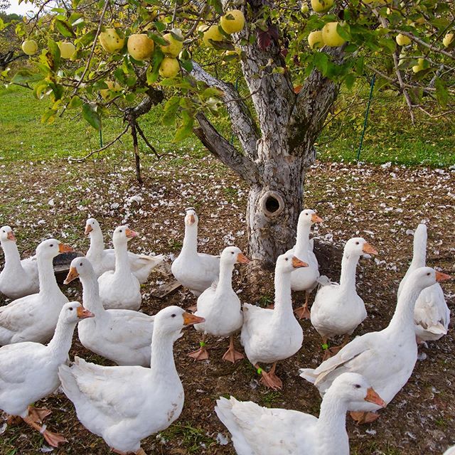 Holiday geese will be available soon!  We are accepting pre-orders and a few dozen have already been spoken for.  Roast goose is a traditional holiday dish that we find absolutely delicious!

#bonticouducks #goose #geese #heritage #freerange #freeran