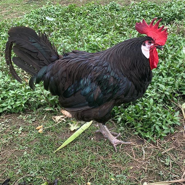 Fresh whole chickens are also available!  As always, feel free to email us at info@bonticouducks.com to reserve a specific bird for your table!

#bonticouducks #chicken #heritage #heritagebreed #heritagepoultry #pasturedpoultry #freerange #hudsonvall