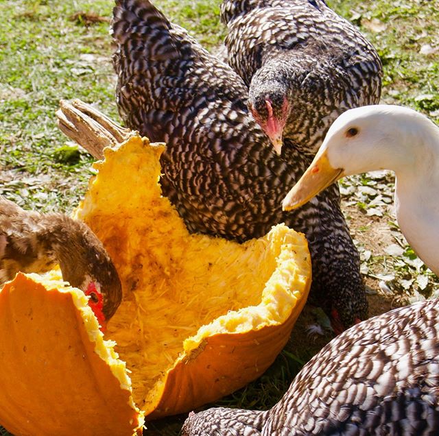 Happy Halloween from Bonticou Ducks!

#bonticouducks #chicken #duck #goose #heritage #heritagebreed #pasturedpoultry #freerange  #food #foodie #hudsonvalley #hudsonvalleyfarms #hudsonvalleyfarm #hudsonvalleyfood #ulstercounty #upstatenewyork #healthy