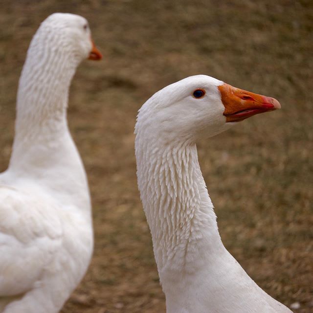 We have fresh geese available for holiday roasts!  Preorder online or by emailing us at info@bonticouducks.com.  We are looking forward to hearing what you&rsquo;ve done with your goose!  If you are interested in roast duck for the holidays instead w