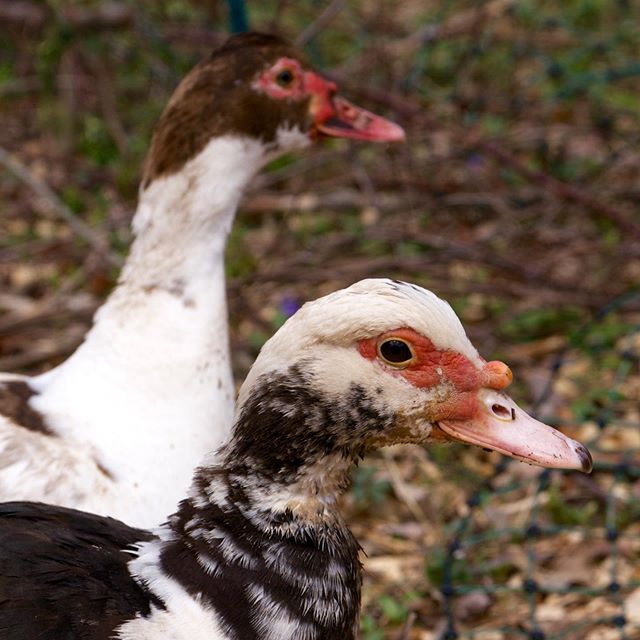 We will have a batch of Muscovy ducks that will be available for preorder until December 7th with pickup no later than December 10th.  They range from 4.5 to 5.5 pounds.

#bonticouducks #duck #ducks #heritage #freerange #freerangepoultry #pasturedpou