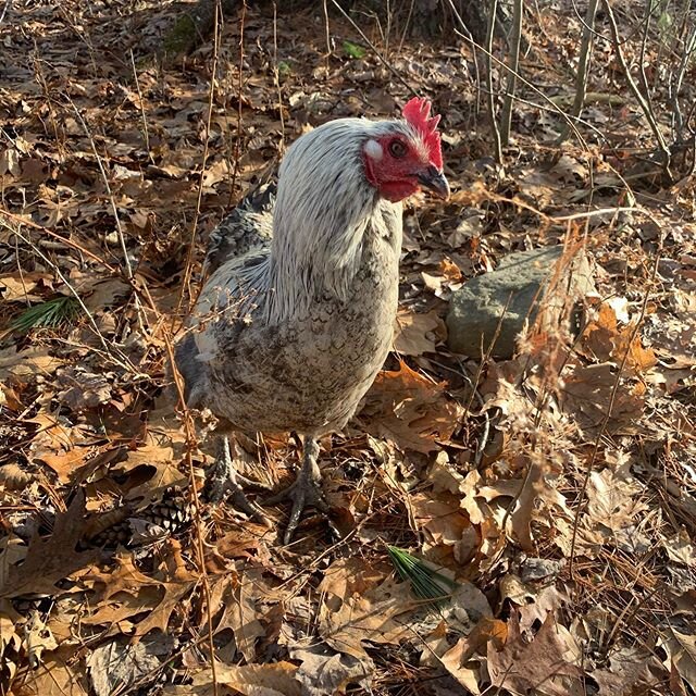 Just wandering around exploring!

#bonticouducks #chicken #heritage #heritagebreed #heritagepoultry #pasturedpoultry #freerange #hudsonvalleyfarms #hudsonvalleyfarm #hudsonvalleyfood  #hudsonvalley #ulstercounty #upstateny #upstatenewyork #healthyfoo