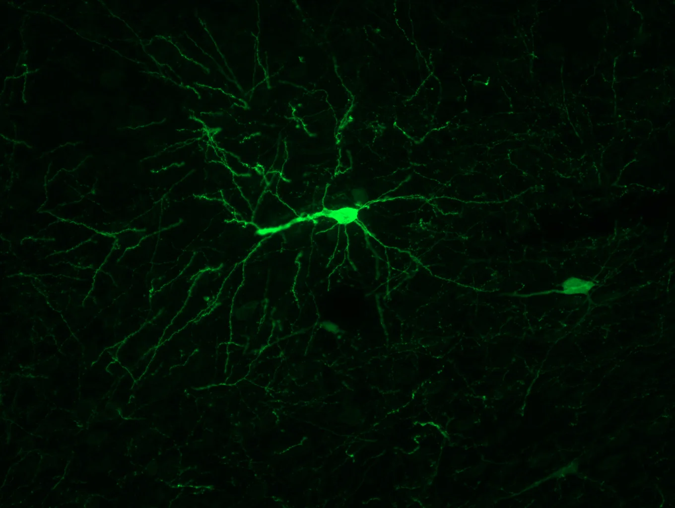 awesome neuron 20x.jpg