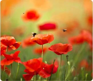 Learning to Be Grateful in Difficult Times