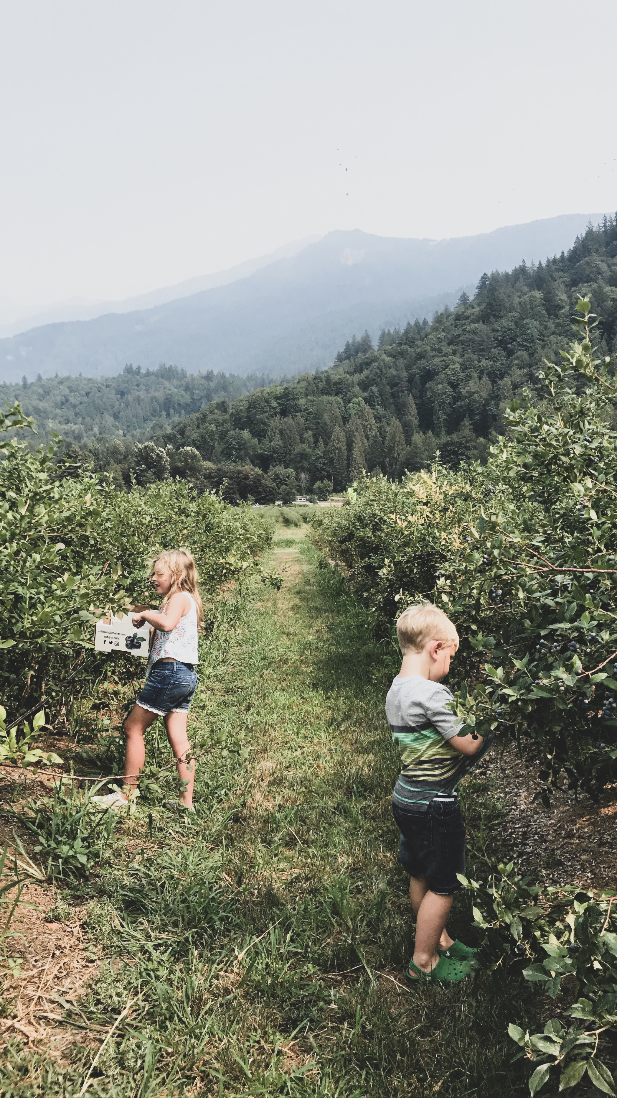 Blueberry Picking in Chilliwack