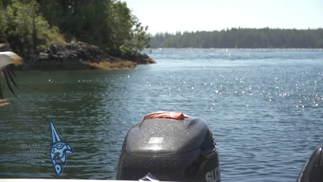 Eagle steals bait at Walters Cove Resort