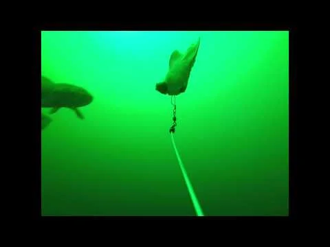 The MeatCam - Wait4it Films showing off some jigging at Walters Cove Resort