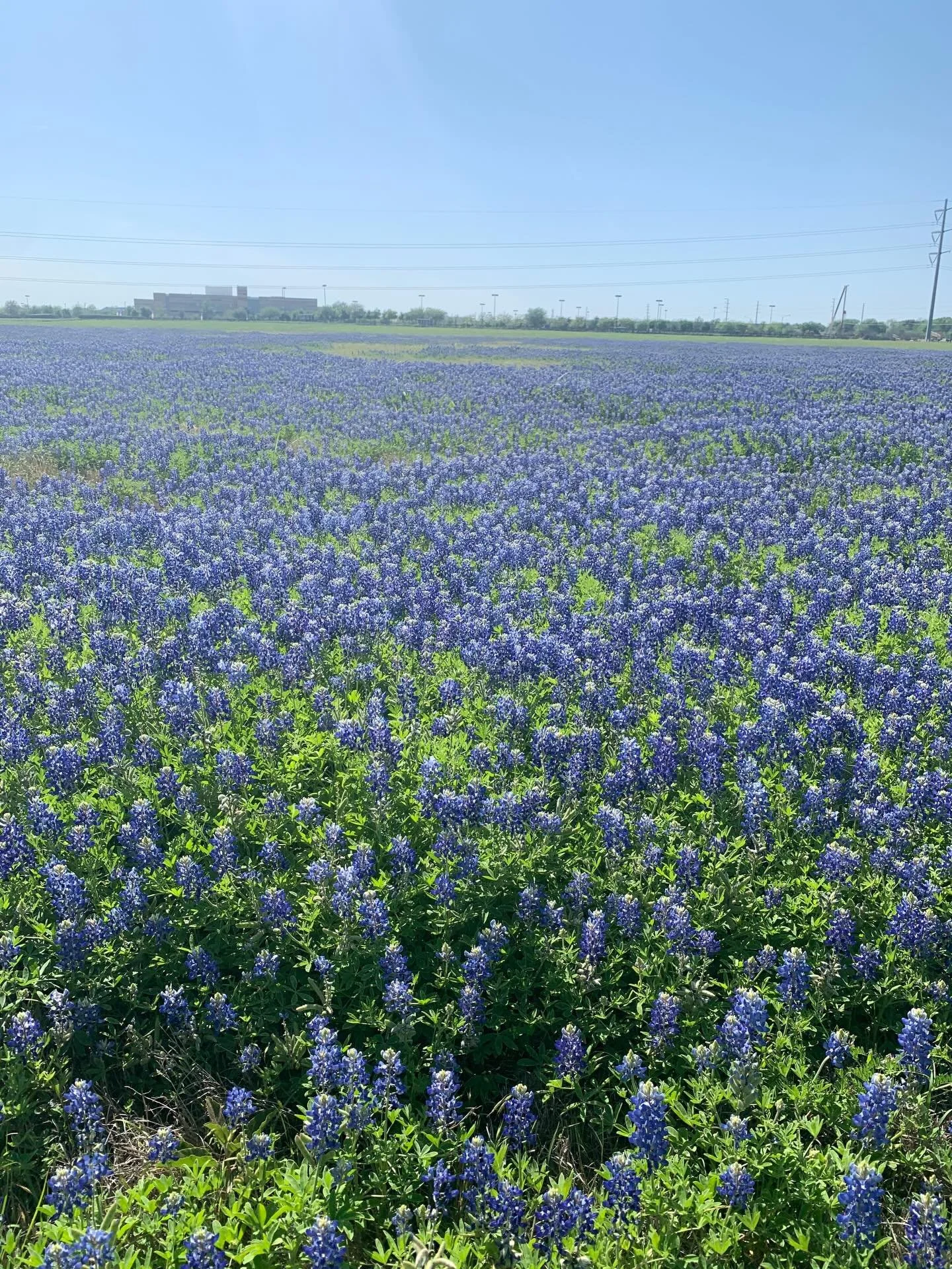 so sweet, like bluebonnet highways