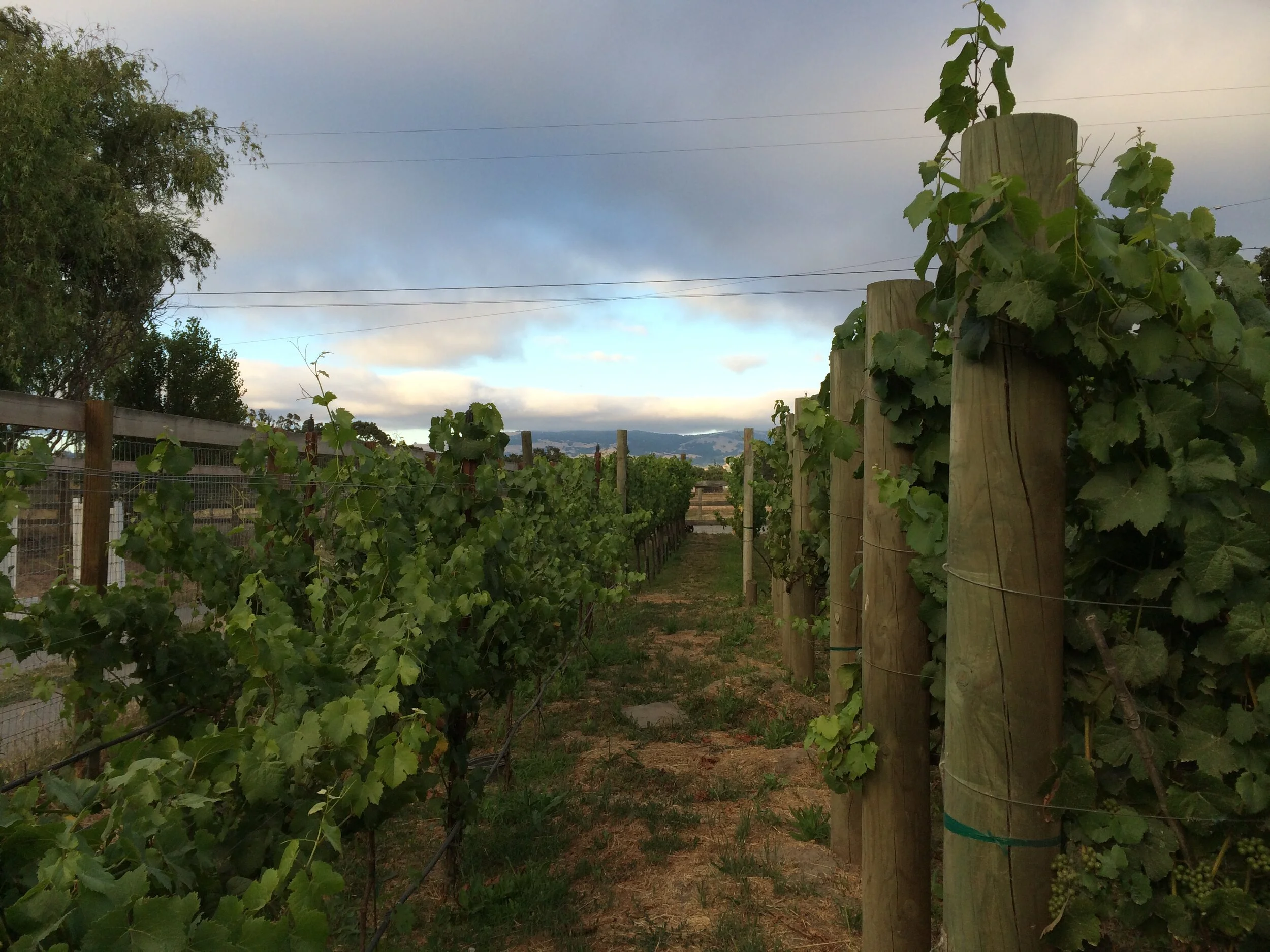 Vineyard.JPG