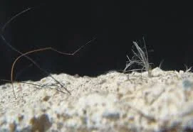 asbestos awareness title - sfa.jpeg