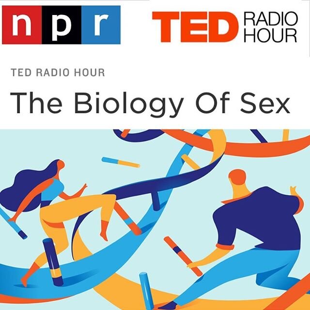 🚨Super excited to be on NPR/ TED radio today!🚨 And what a challenging and timely topic. Many of us were taught biological sex is a question of female or male, XX or XY ... but it's far more complicated. This hour, TED speakers explore &quot;The Bio