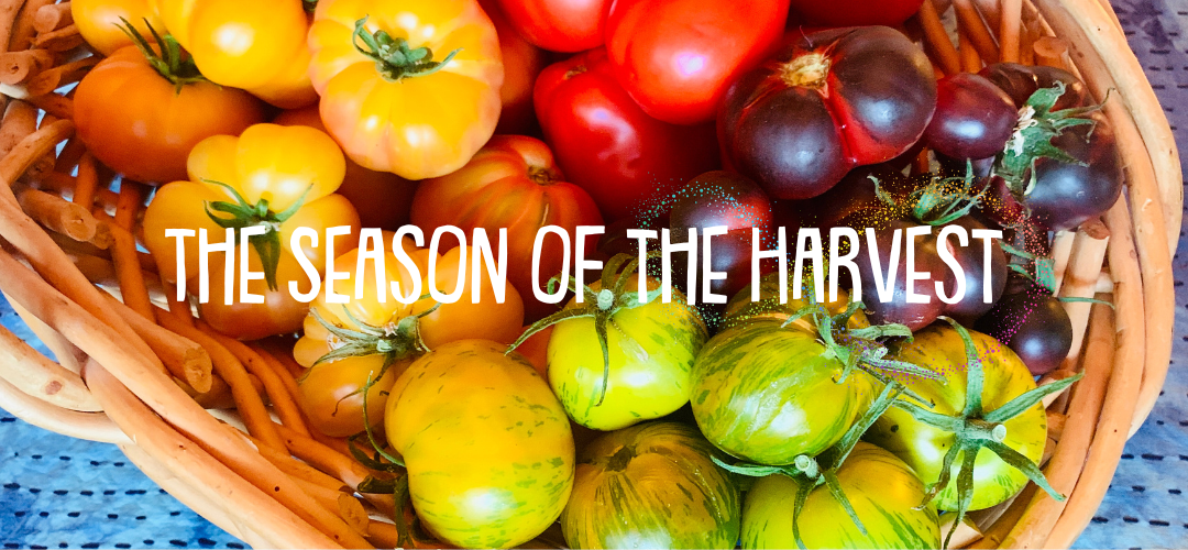 The Season of Harvest — The Reframe Collective
