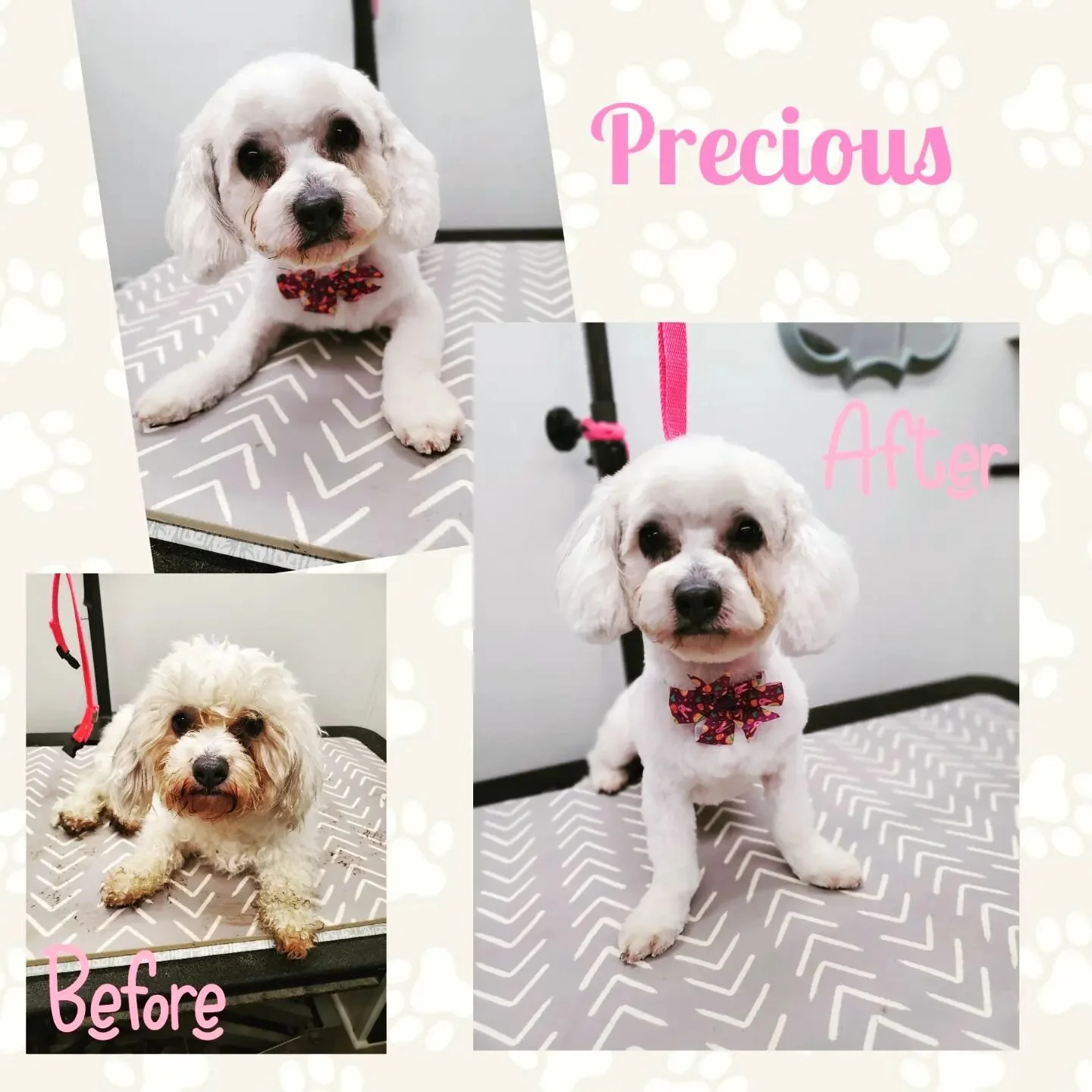 Savvy Paws Mobile Grooming Carlton, NY and Nearby WNY Areas