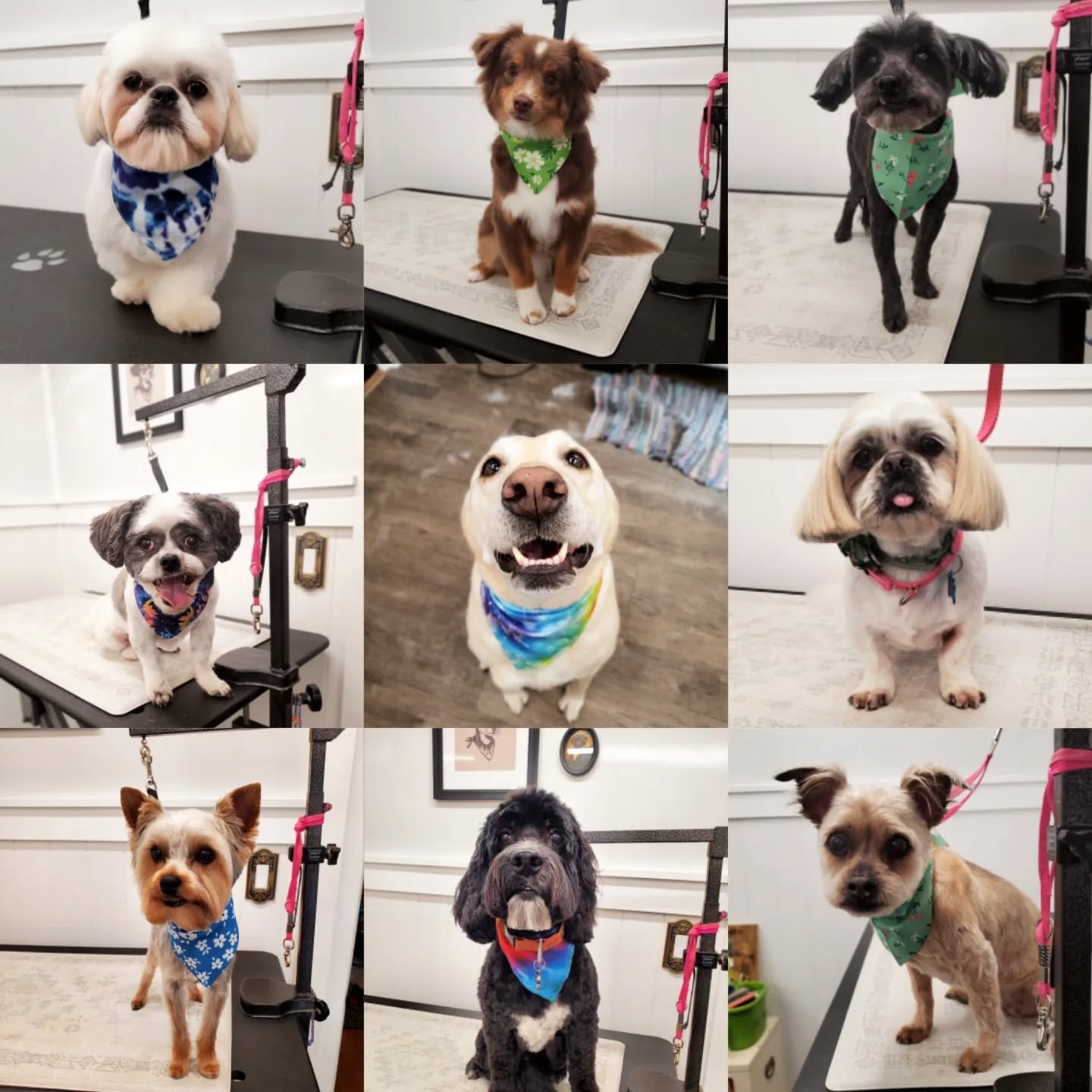 🐾 Scheduling Update 🐾

Warmer weather means the grooming BUSY season is upon us! It is encouraged to pre-book your appointments, especially if you're looking for a certain day/week/time! As always, thanks for your patience&hearts;️