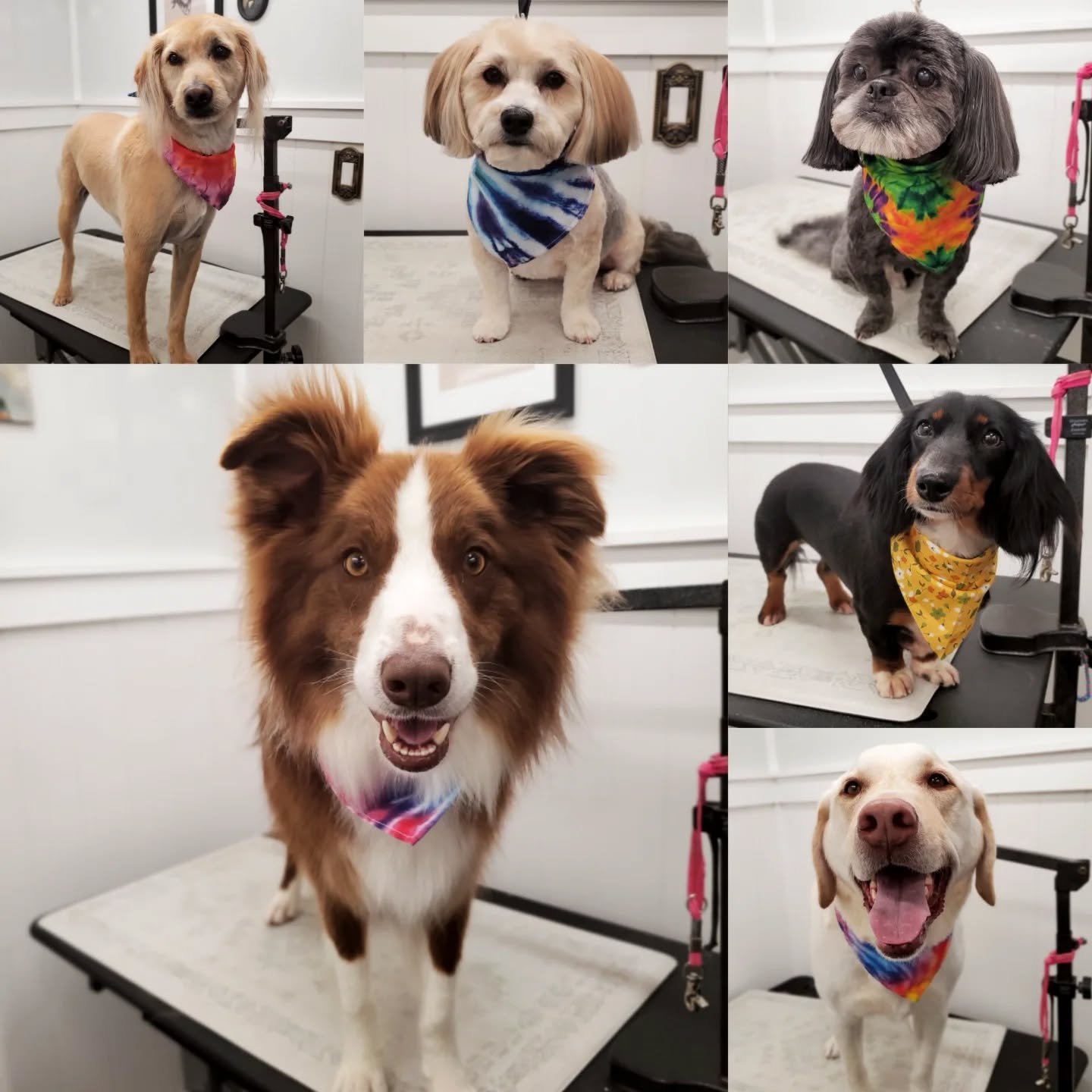 Little known fact- 3 dogs survived the sinking of the Titanic! A Pekingese and 2 Pomeranians, all of whom were first-class passengers. 🐾
